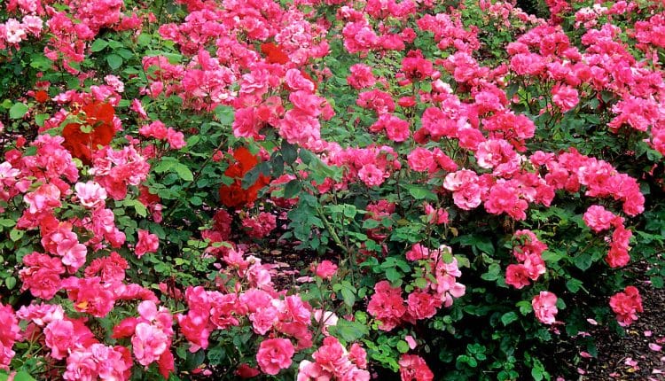 rosiers buissons