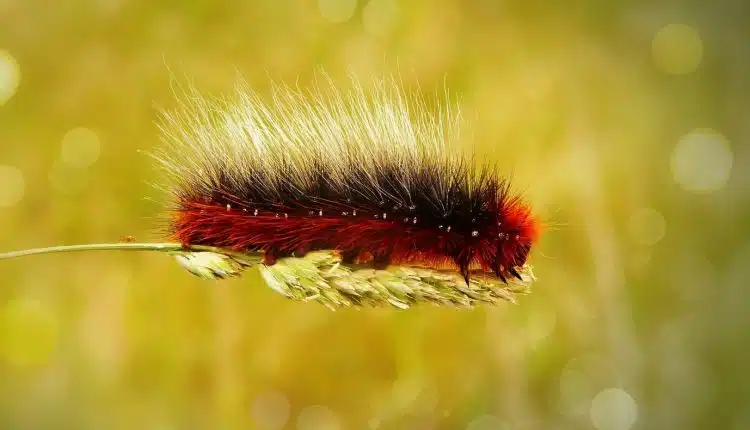 Les dangers de la chenille processionnaire et comment s'en débarrasser